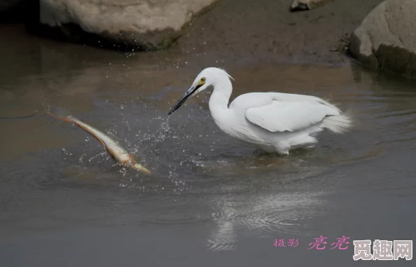 抓住海月的两只大白兔：从生态保护到文化传承，探讨海洋生物多样性与人类活动的关系