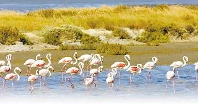 人与畜禽CROPROATION：推动农业可持续发展与动物福利的创新合作模式解析