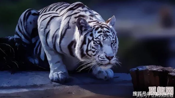 www高清无码白虎黄高清无码，内容丰富多彩，让人眼前一亮，值得一看！