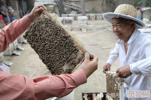 娇妻被老头杂交近日，村里新来的养蜂人引发了不小的轰动