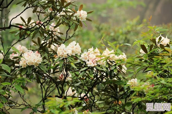 丁香花在线视频完整版展现自然之美与生命的绽放