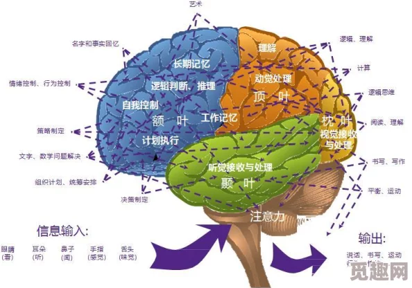 7086bt伙计福利一区探索大脑思维激发潜能追求梦想成就未来