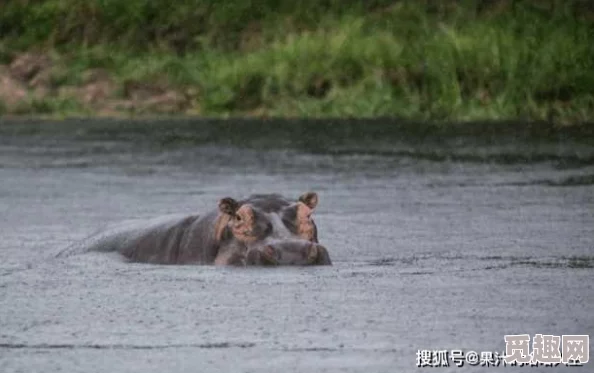 河马的秘密河文轩神秘石像现踪迹主角一行深入雨林