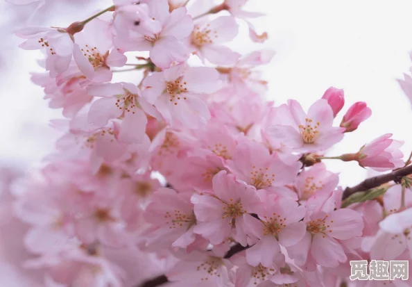 桃花村里桃花运免费全集愿每个人都能在生活中找到属于自己的幸福与快乐