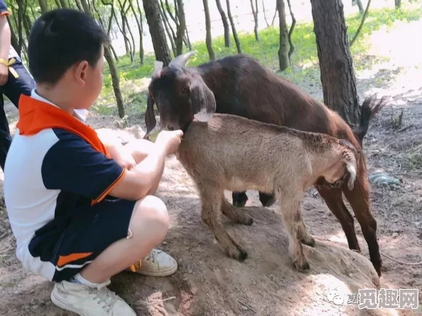 我的东北农场肥熟据说隔壁村老王家的二闺女跟养猪场小李私奔了现在不知去向