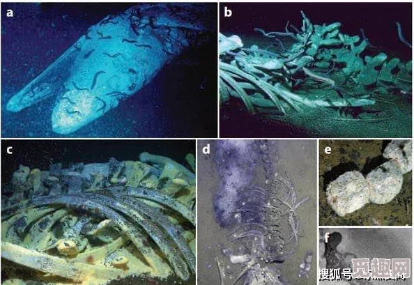 难以置信科学家发现全新深海生物其奇特生理结构颠覆现有认知