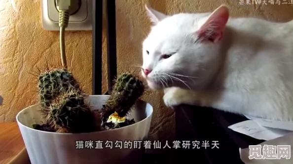 震惊！科学家发现猫咪舔毛竟能延长寿命啊啊啊你tm别舔了