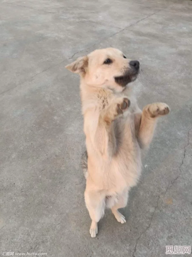 2025游戏攻略：空洞骑士最新路线解析，如何快速到达热门探索地泪水之城位置